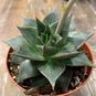 Растение ⌀ 8 Echeveria GILVA (Эхеверия, Эчеверия) 2