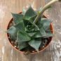 Растение ⌀ 8 Echeveria GILVA (Эхеверия, Эчеверия) 3