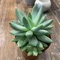 Растение ⌀ 8 Echeveria HOOKERI (Эхеверия, Эчеверия) 2