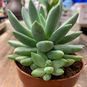 Растение ⌀ 8 Echeveria HOOKERI (Эхеверия, Эчеверия) 3