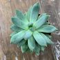 Растение ⌀ 8 Echeveria HOOKERI (Эхеверия, Эчеверия) 4