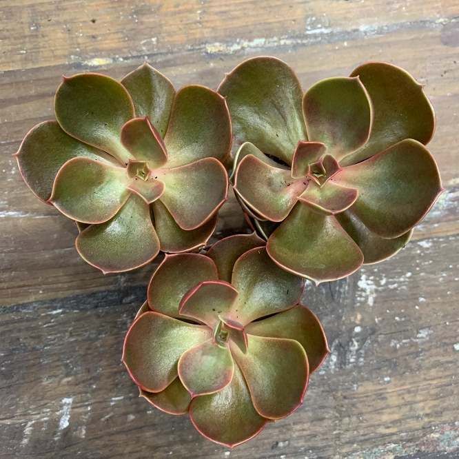 Растение Echeveria RED Эхеверия Ред Эчеверия 3