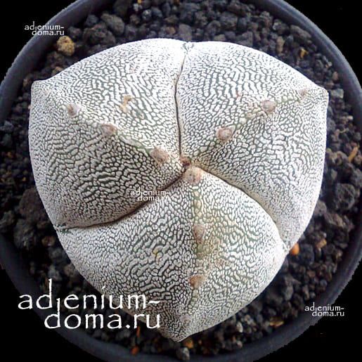 Astrophytum MYRIOSTIGMA ONZUKA TRICOSTATUM Астрофитум многорыльцевый крапчатый Трикостатум трехреберный Онзуки 2