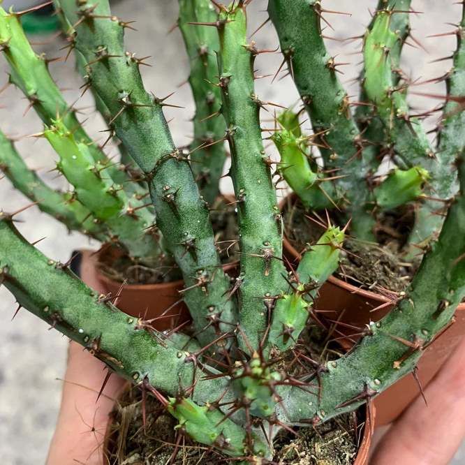 Растение Euphorbia AERUGINOSA Молочай аэругиноса Эуфорбия 2