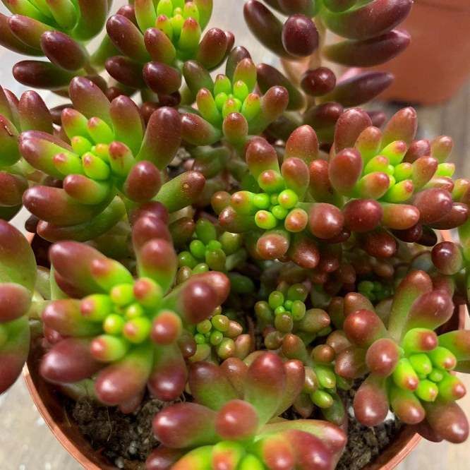 Растение Sedum RUBROTINCTUM I Седум рубротинктум Очиток красноокрашенный красноточковый 3