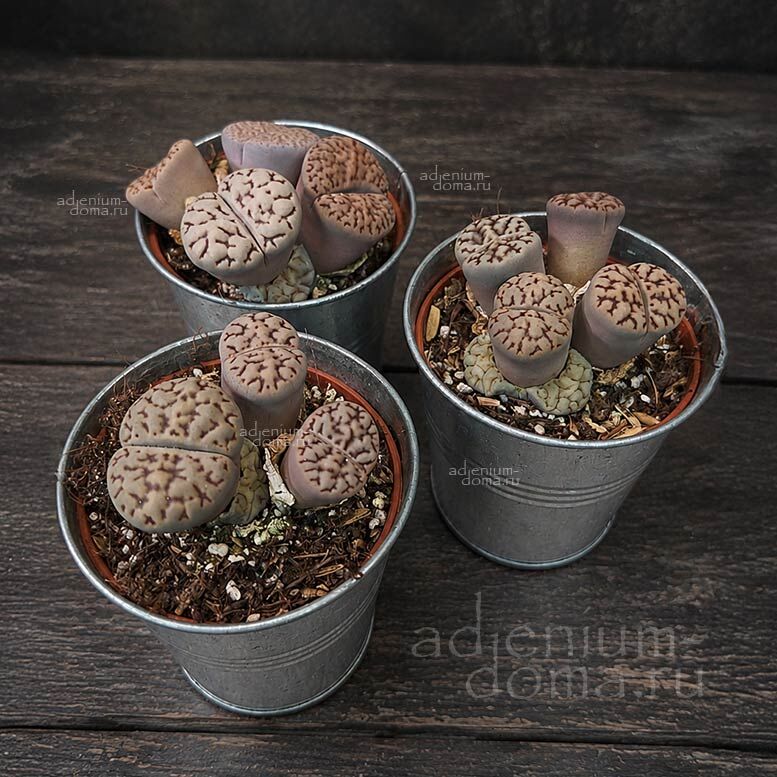 Lithops MIX Литопс микс большой 1