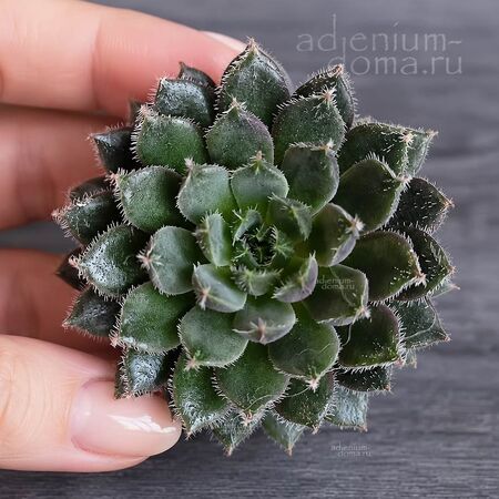 Растение ⌀ 5 Echeveria SCORPIO (Эхеверия, Эчеверия)