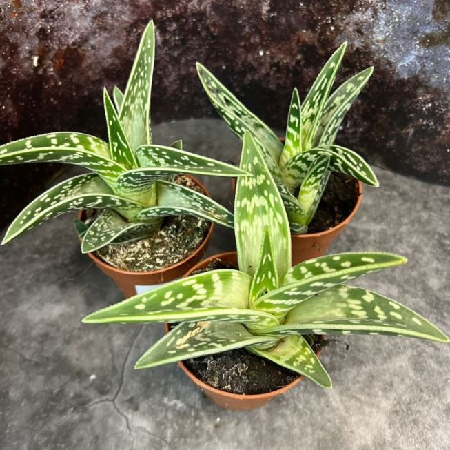 Растение Aloe VARIEGATA Алоэ пестрое 1