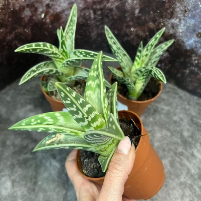 Растение Aloe VARIEGATA Алоэ пестрое 2