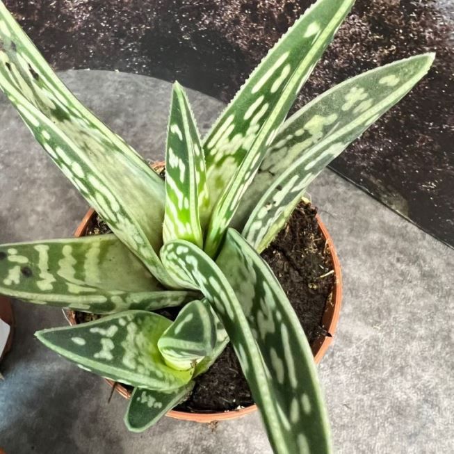 Растение Aloe VARIEGATA Алоэ пестрое 3