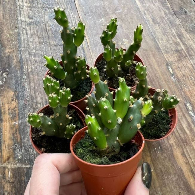 Растение Tephrocactus DACTYLIFERA - Тефрокактус пальчатый 2