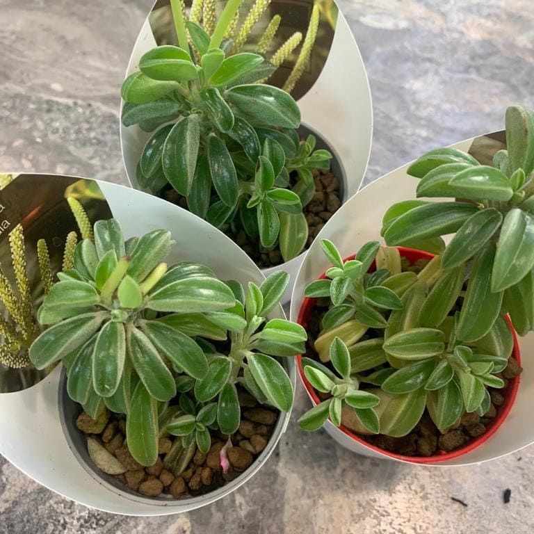 Растение Peperomia ASPERULA Пеперомия Асперула 2