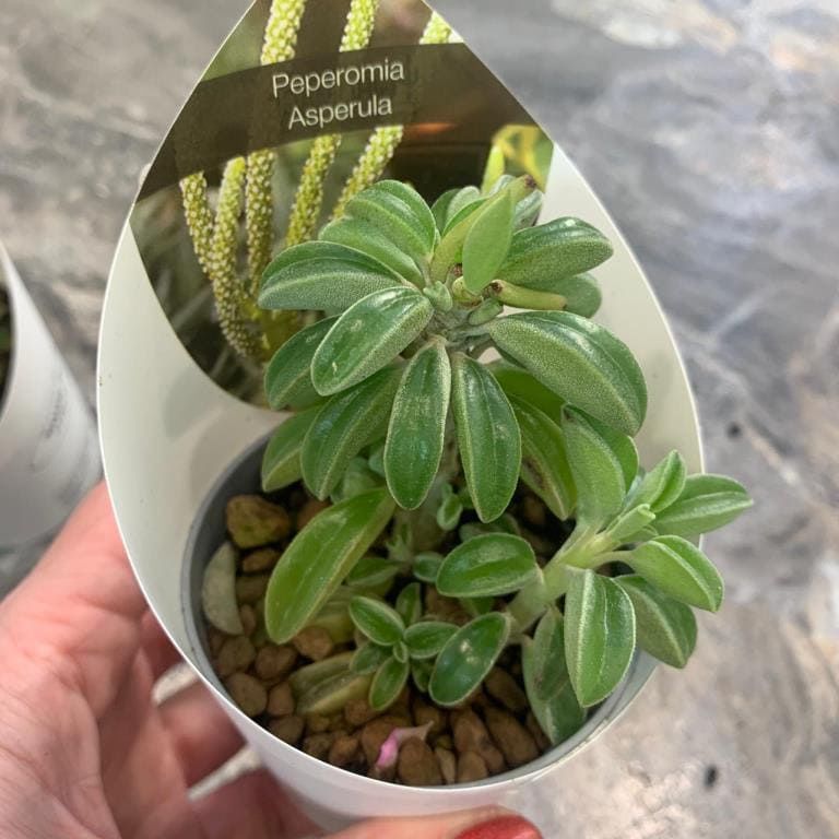 Растение Peperomia ASPERULA Пеперомия Асперула 3