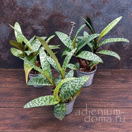 Растение ⌀ 5 Ledebouria SOCIALIS (Scilla, Ледебурия, Сцилла)