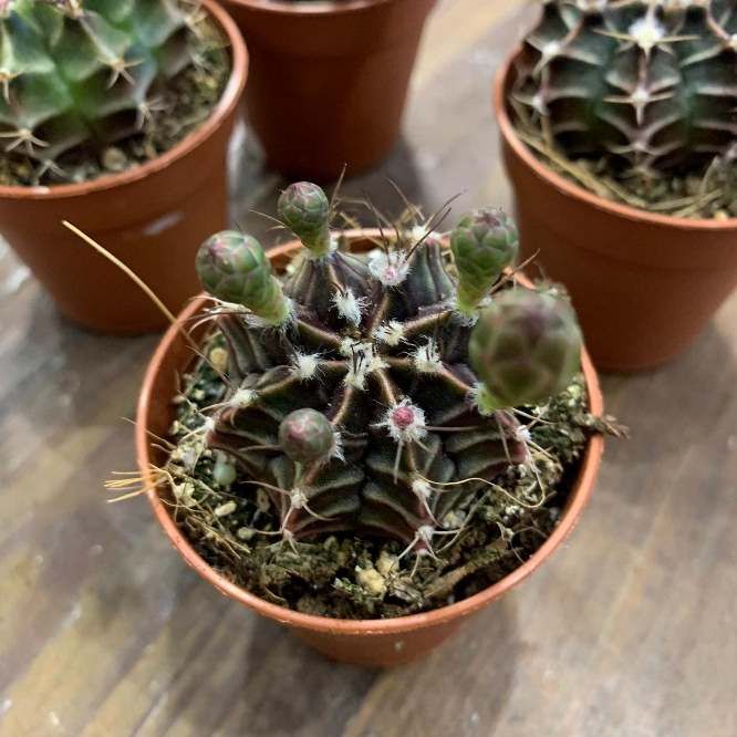 Растение Gymnocalycium FRIEDRICHII Гимнокалициум Фридриха 3