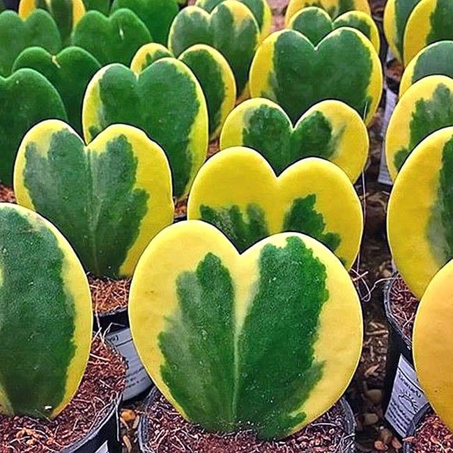 Растение Hoya KERRII VARIEGATA Хойя Керри вариегатная валентинка 1