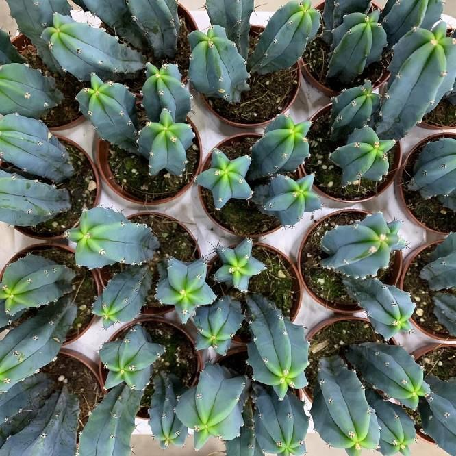 Растение Myrtillocactus GEOMETRIZANS куст Миртиллокактус геометрический 3