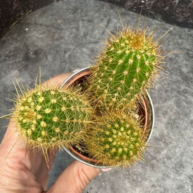 Растение Cactus MIX IV Кактус 2