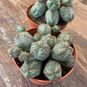 Растение Euphorbia GLOBOSA (Молочай, Эуфорбия) 4