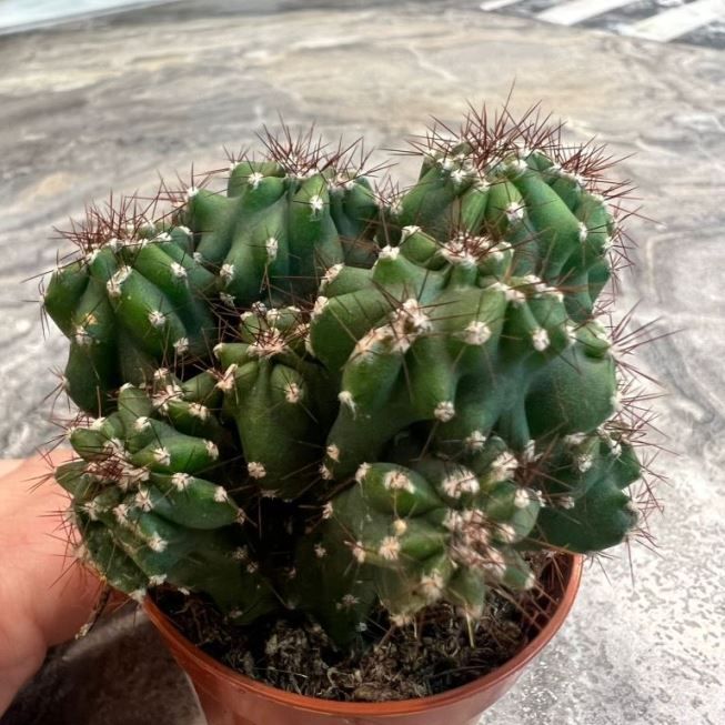 Растение Cereus PERUVIANUS monstrosus Цереус перуанский монстрозная форма 1