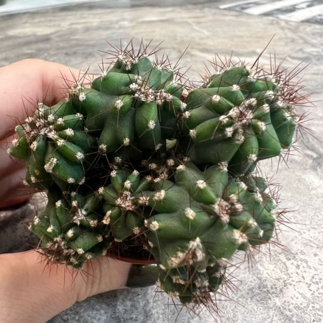 Растение Cereus PERUVIANUS monstrosus Цереус перуанский монстрозная форма 3