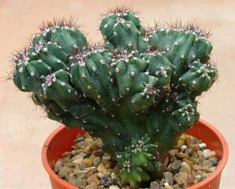 Растение Cereus PERUVIANUS monstrosus Цереус перуанский монстрозная форма 1