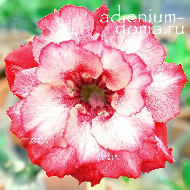 Adenium Obesum NEW-150
