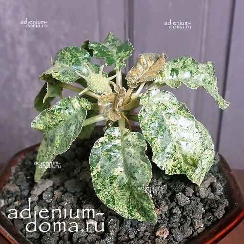 Dorstenia FOETIDA variegata Дорстения пахучая пестролистная Дорстения Фоэтида вариегатная 2