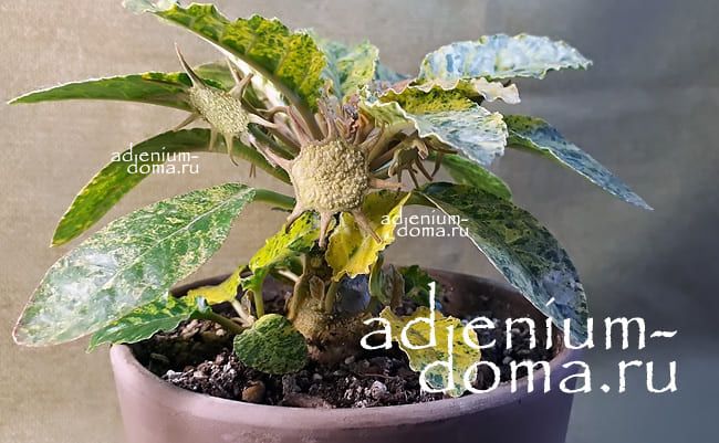 Dorstenia FOETIDA variegata Дорстения пахучая пестролистная Дорстения Фоэтида вариегатная 3