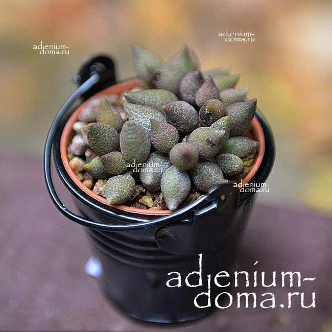 Растение Adromischus MARIANAE AUBERGINE Адромискус Марианны баклажановый 1