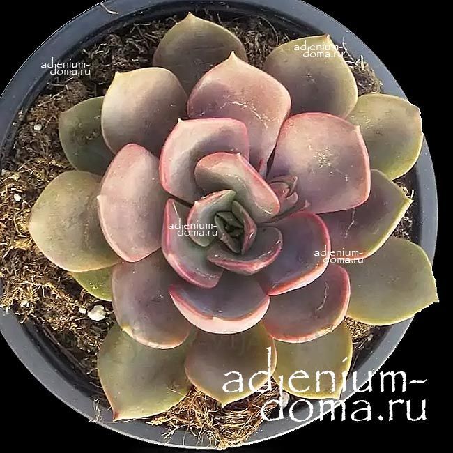 Растение Echeveria MINA Эхеверия мина Эчеверия 2