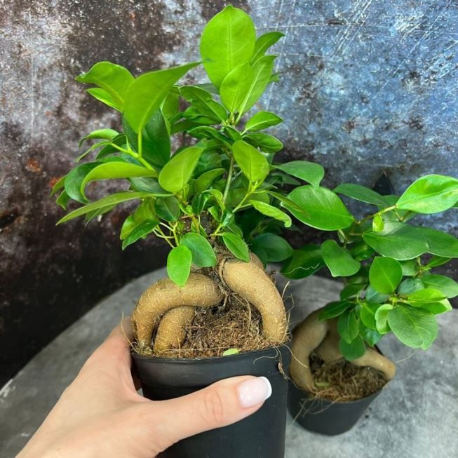 Растение Ficus MICROCARPA GINSENG Фикус микрокарпа Гинсенг женьшень Индийский лавр Зеленый остров Китайский баньян 2