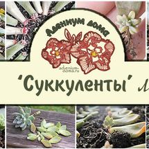 Набор 5 листьев и черенков "СУККУЛЕНТЫ" (подходит для новичков и детей ...