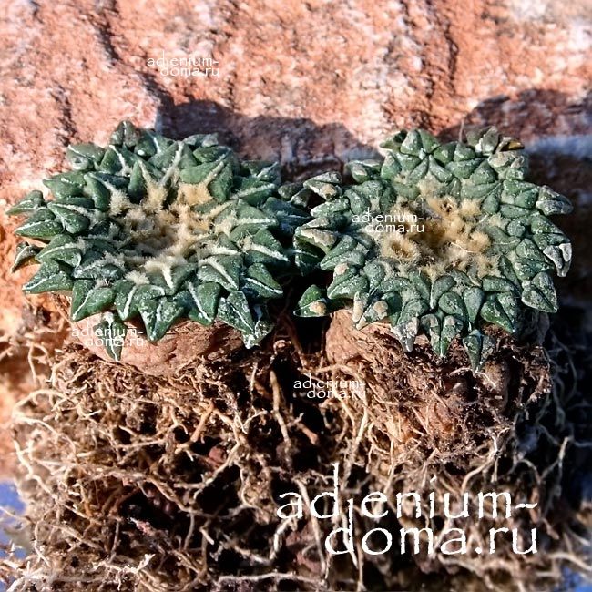 Ariocarpus KOTSCHOUBEYANUS MACDOWELLII Ариокарпус Кочубея Макдауэлла Roseocactus 2