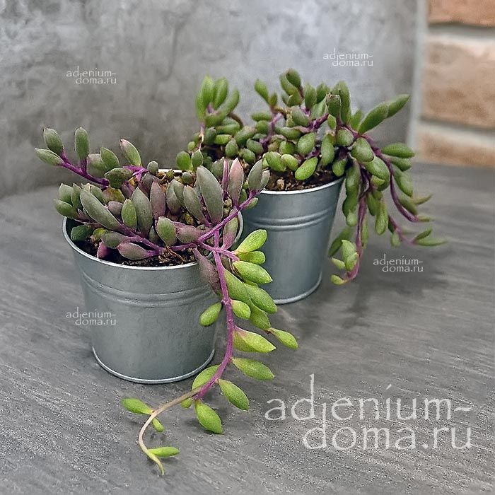 Растение Senecio HERREIANUS Крестовник Геррейна Крестовник Герра 2