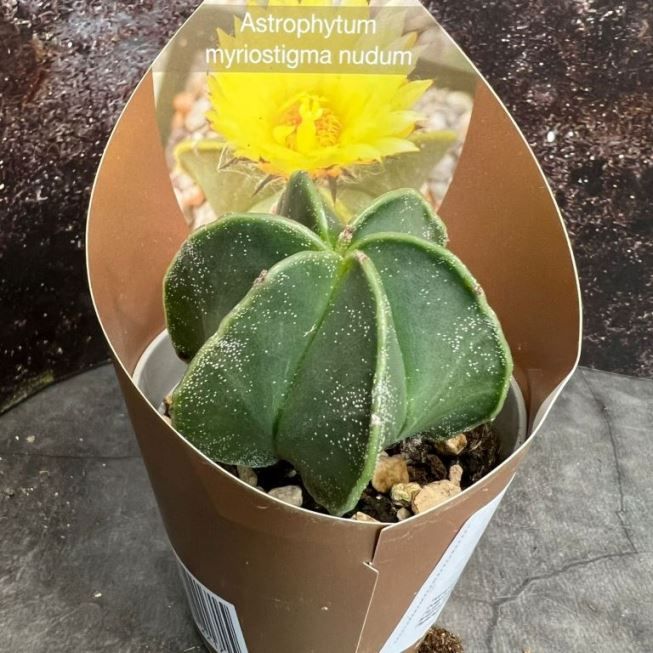 Растение Astrophytum MYRIOSTIGMA NUDUM Астрофитум многорыльцевый оголенный крапчатый 1