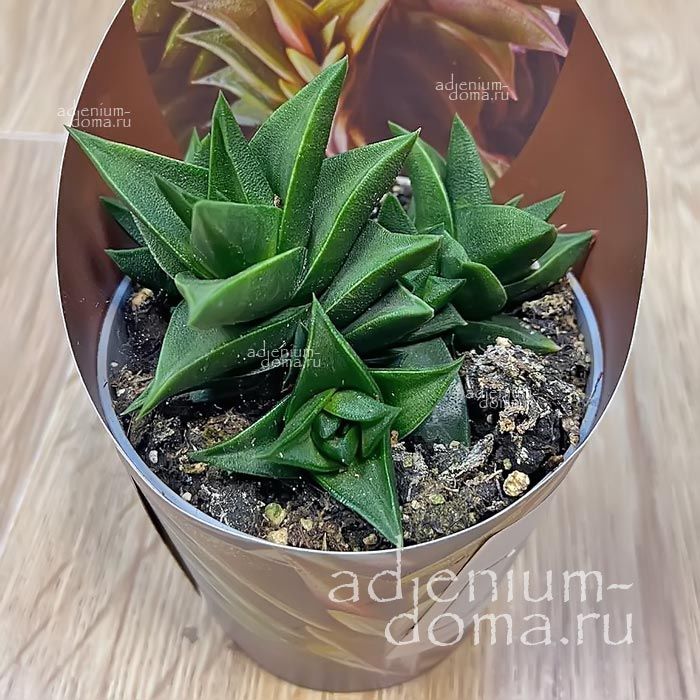 Растение ⌀ 7 Haworthia TORTUOSA (Хавортия)