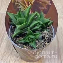 Растение ⌀ 7 Haworthia TORTUOSA (Хавортия)