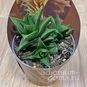 Растение ⌀ 7 Haworthia TORTUOSA (Хавортия) 2