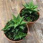 Растение ⌀ 7 Haworthia TORTUOSA (Хавортия) 4