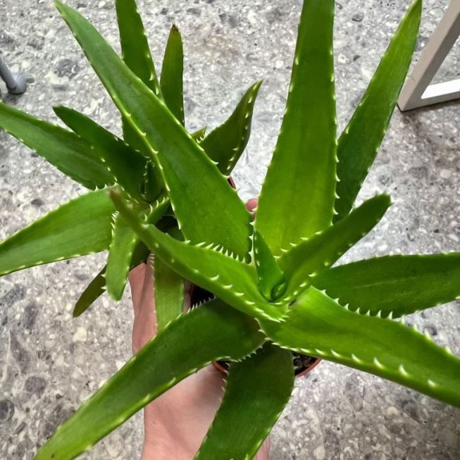 Растение Aloe предположительно VERA Алоэ Вера 1