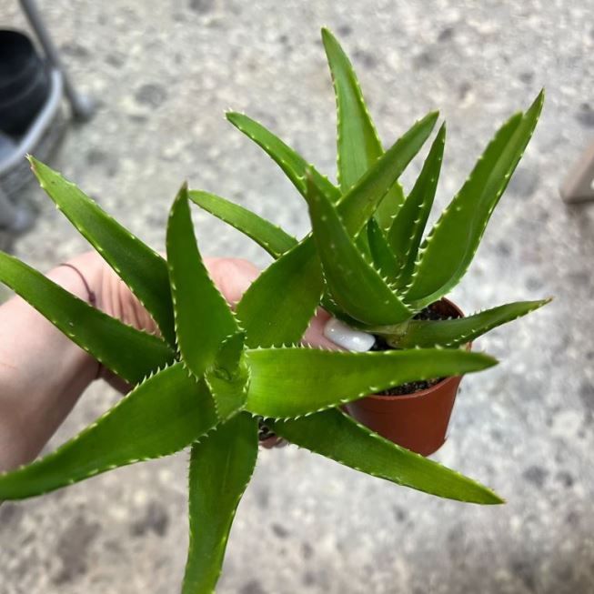 Растение Aloe предположительно VERA Алоэ Вера 2