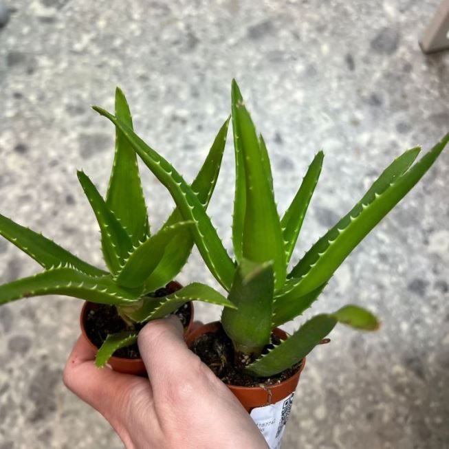 Растение Aloe предположительно VERA Алоэ Вера 3