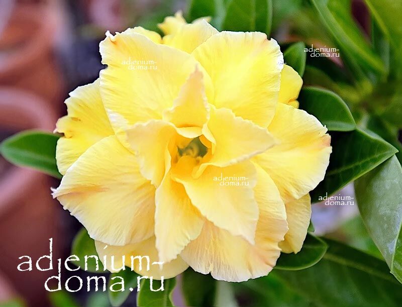 Adenium Obesum NEW-165