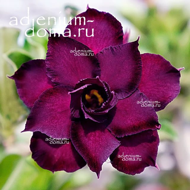 Adenium Obesum NEW-170