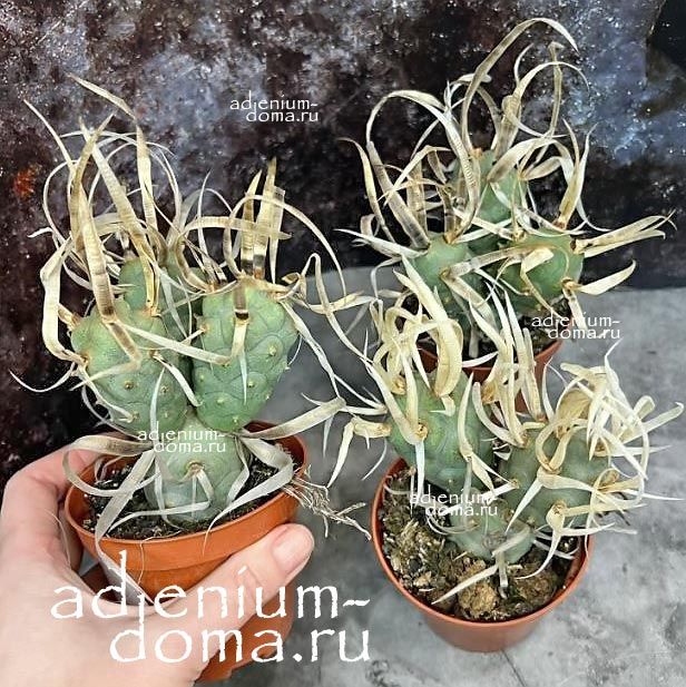 Растение Tephrocactus ARTICULATUS PAPYRACANTHUS Тефрокактус членистый бумагоколючковый Артикулатус 1