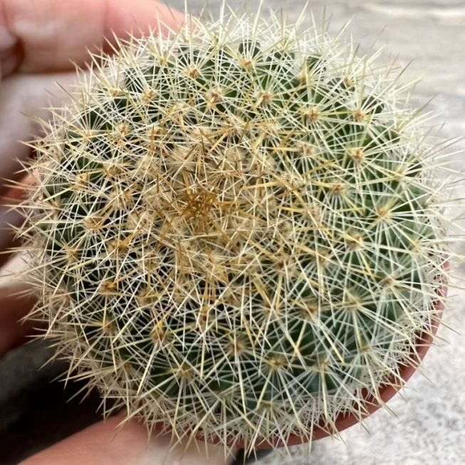 Растение Cactus MIX IV Кактус 1