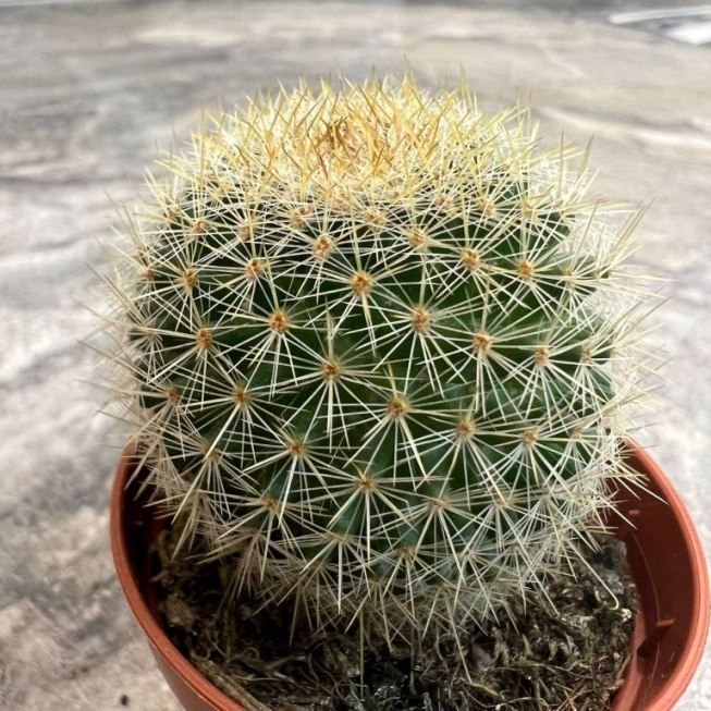 Растение Cactus MIX IV Кактус 2