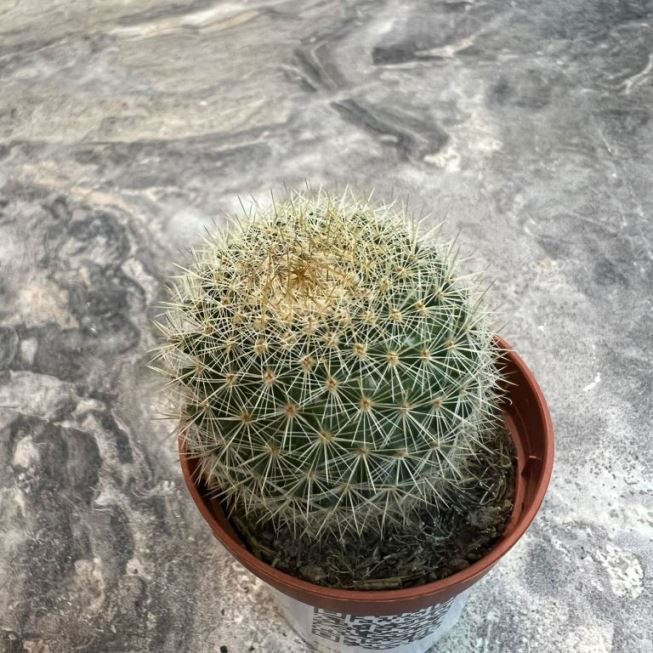 Растение Cactus MIX IV Кактус 3