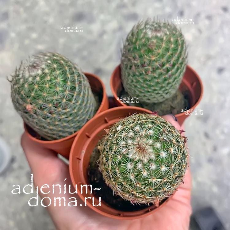 Растение Mammillaria MATUDAE Маммиллярия Матуде 1